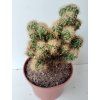 Cereus peruvianus 'Golden Monstrosus' (velký)