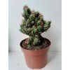 Cereus peruvianus 'Monstrosus Brown' (velký)