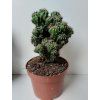 Cereus peruvianus 'Monstrosus' (velký)