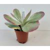 Kalanchoe thyrsiflora 'variegata tricolor'