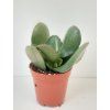 Crassula ovata 'Sunset'