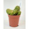 Crassula marchandii