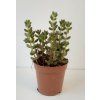 Sedum rubrotinctum 'Jelly Bean'