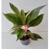 Aglaonema 'Crete'