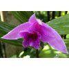 sobralia sessilis