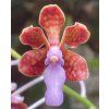 vanda perplexa