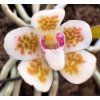 chiloschista shanica