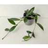 Hoya carnosa 'Wilbur Graves' (VR)