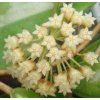 Hoya incrassata 'albomarginata' (VR)