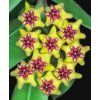 Hoya cumingiana 'albomarginata' (ZR)