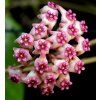 Sweet ScentBL 01