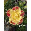 NA21 Thanandon