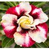 na23Adenium Pratum Thong