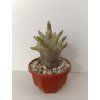 Adenium 'Black Godzilla' (m)