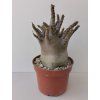 Adenium 'Black Godzilla' (s)