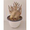 Adenium 'Black Godzilla' (v)