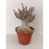 Adenium arabicum 'Draco tree'
