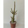 Dorstenia gigas
