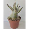 Adenium arabicum (1)