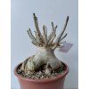 Adenium arabicum (2)