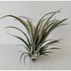 Tillandsia riohondonensis