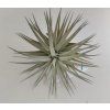 Tillandsia aeranthos f. 'Gigant'
