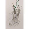 Tillandsia mollis
