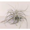 Tillandsia humilis