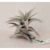 Tillandsia edithae f. silver