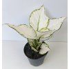 Aglaonema 'White Joy'