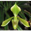 paph tonsum
