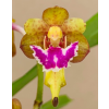 Aerides flabellata