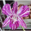 Dendrobium Earsakul Splash 640