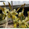 Dendrobium Chan Chao Twist