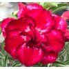 Adenium 'Super Maha Laq'
