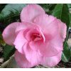 Adenium 'Pratumma'