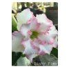 82. Pinky Pime