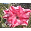Adenium 'Triple Star'