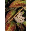 Hoya acuta 'Red Leaf' (ZR)