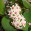 Hoya nummularoides