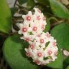 Hoya nummularoides