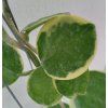 Hoya australis 'albomarginata' (VR)