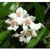 Hoya leucorhoda