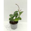 Hoya australis (VR)