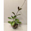 Hoya australis (VR)