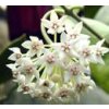 Hoya australis ssp. rupicola