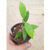 Hoya australis ssp. rupicola