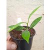 Hoya australis ssp. rupicola