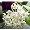 Hoya australis ssp. rupicola
