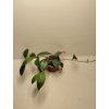 Hoya bhutanica (VR)
